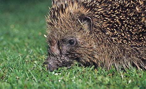 Erinaceidae - gymnures, hedgehogs | Wildlife Journal Junior