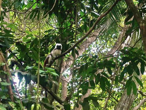 Everything You Need To Know About Visiting Tayrona National Park - Happy-Go-Lica