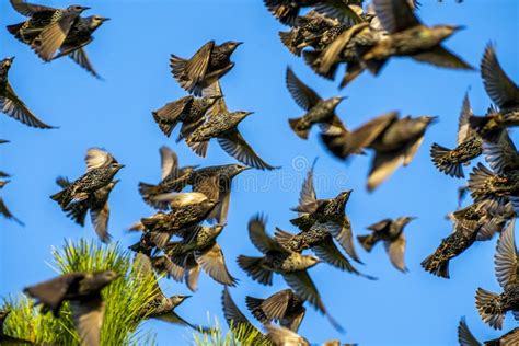 Huge Flocks of Starlings, Wildlife Flock of Migrating Birds on Blue Sky, South of France ...