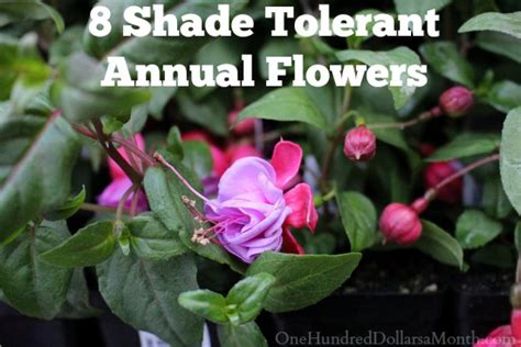 8 Shade Tolerant Annual Flowers - One Hundred Dollars a Month