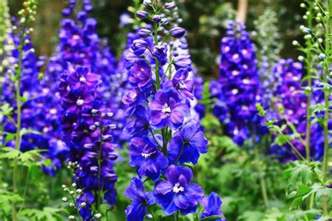 Larkspur Flower Meaning In English | Best Flower Site