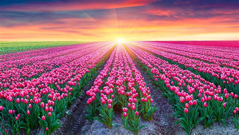 HD wallpaper: Flowers, Tulip, Field, Nature, Summer, Sun, Sunrise ...