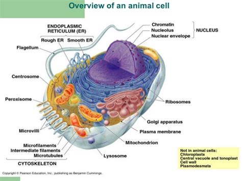 Cell presentation