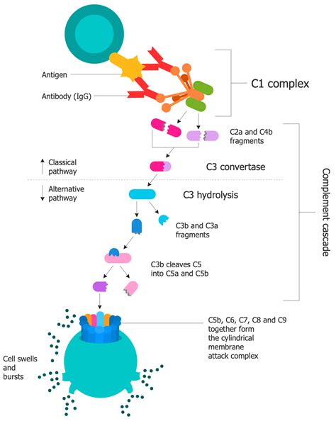 Immunology Diagrams