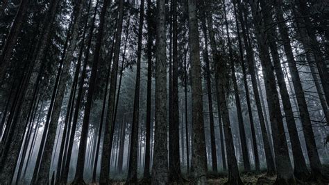 8K Dark Forest Wallpapers - Top Free 8K Dark Forest Backgrounds ...