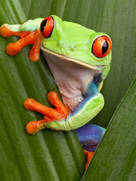 Red-Eyed Tree Frog (Agalychnis Callidryas) | ubicaciondepersonas.cdmx.gob.mx