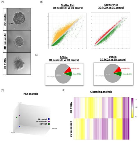 Figure 2 from 3D Spheroid Human Dermal Papilla Cell as an Effective Model for the Screening of ...