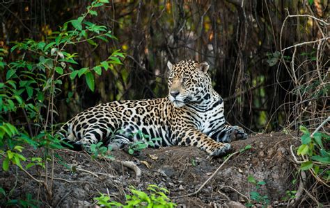 四種你該認識的珍貴亞馬遜雨林動物 - Greenpeace 綠色和平 | 臺灣