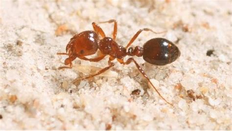 Fire Ants found in Beaudesert - Biosecurity Queensland - Queensland ...