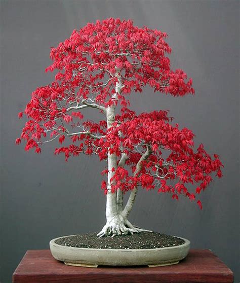 Bonsai Tree Seeds Acer Palmatum - Etsy Canada