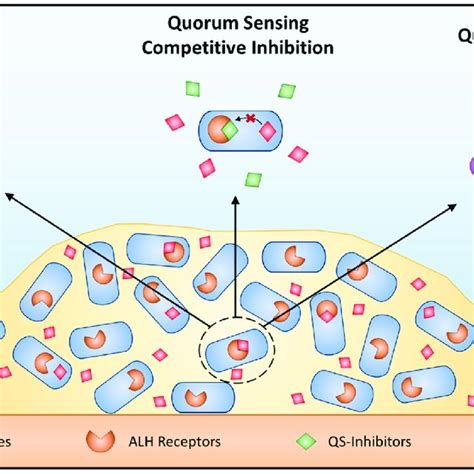 (PDF) Phenotypic Variation during Biofilm Formation: Implications for Anti-Biofilm Therapeutic ...