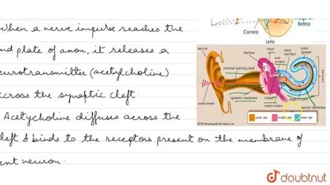 Give a brief account of : (a) Mechanism of synaptic transmission