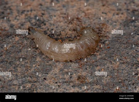 Brachyceran Fly Larva of the Suborder Brachycera Stock Photo - Alamy