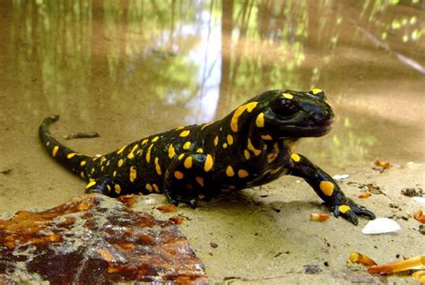 CalPhotos: Salamandra salamandra; Fire Salamander | Reptiles and amphibians, Rare animals ...