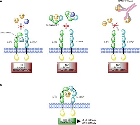 Frontiers | Development and Role in Therapy of Canakinumab in Adult-Onset Still’s Disease ...