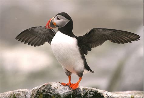 Atlantic Puffin | Audubon Field Guide