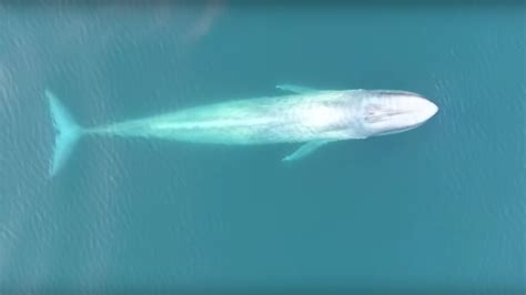 Stunning drone footage captures rare video of blue whales feeding ...