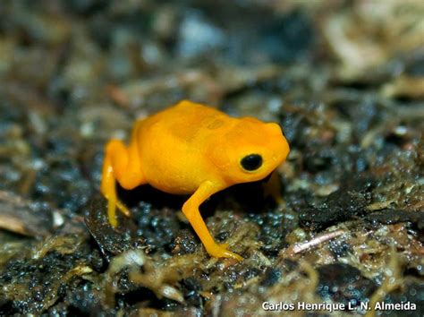 Pumpkin Toadlet (Brachycephalus ephippium)