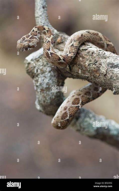 Saw scaled viper in habitat Stock Photo - Alamy