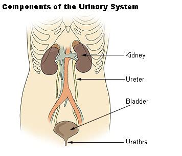 Human Physiology/The Urinary System - Wikibooks, open books for an open world