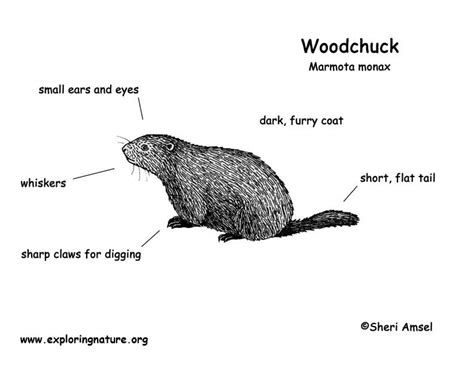 Woodchuck