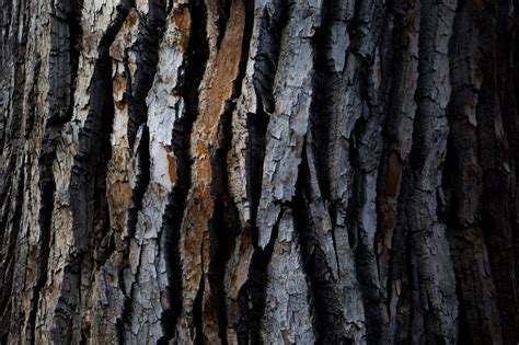 Download Tree Bark Texture Royalty Free Stock Photo and Image