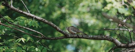 How to Identify Mourning Dove Habitat - Project Upland