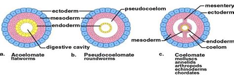 Differentiation between Acoelomates, Pseudocoelomates and Coelomates. - Your Learning Point