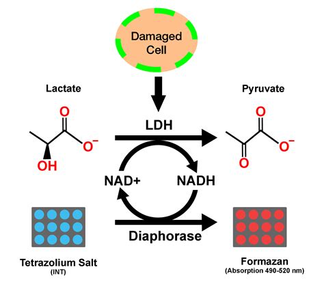 LDH Cytotoxicity Assay Kit Colorimetric - Cepham Life Sciences Research Products