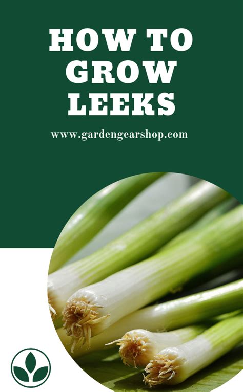 Leek Growing Tips (Planting Leeks) | Growing leeks, Leeks, Gardening ...