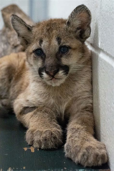 University of Houston debuts new live cougar mascot, Shasta VII