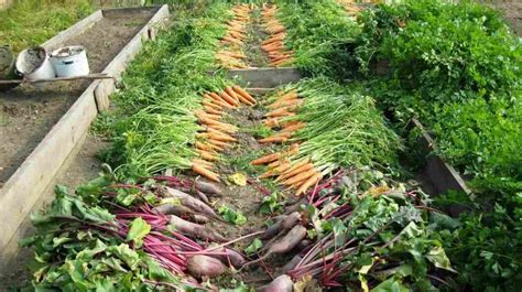 Backyard Vegetable Farming, How To Start, Ideas | Agri Farming