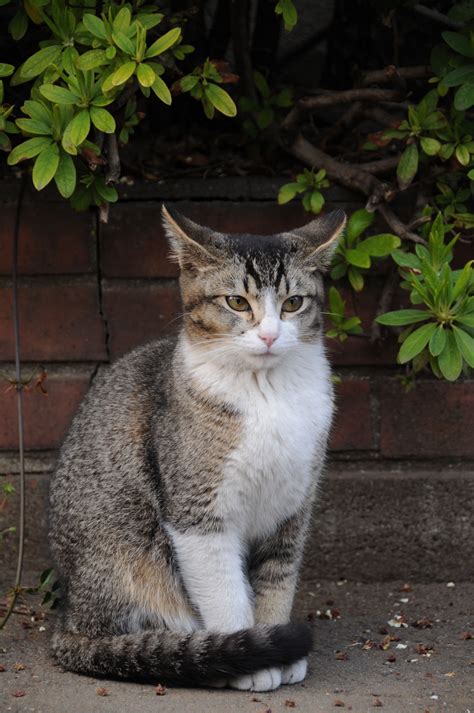 Mackerel tabby cat - sekabrown