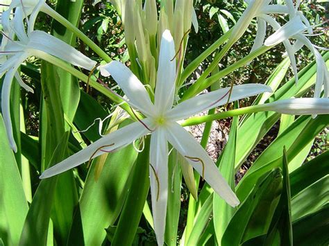 Crinum pedunculatum | Wholesale Nursery - Nurseries in Melbourne ...