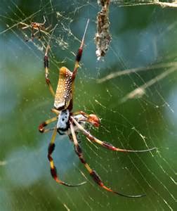 The Giant Banana Spiders – part of our panhandle summer | Panhandle ...