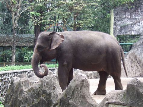 Info Hewan Tumbuhan Prasejarah: Gajah Sumatera, mamalia raksasa Nusantara