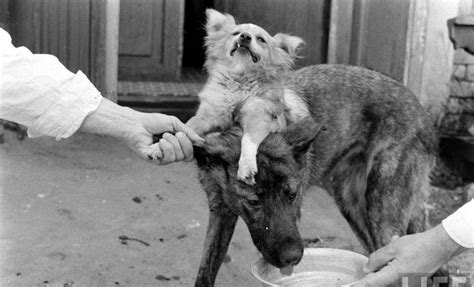 The Two-Headed Dog Experiment: Soviet Scientist who Grafted the Head of ...