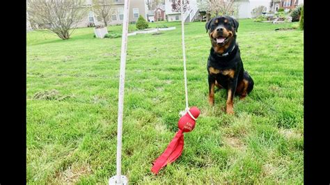 DIY Tetherball dog toy for Rottweiler |43 - YouTube