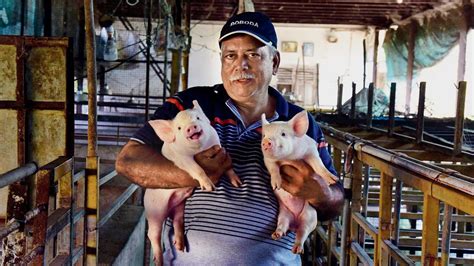 Will Maharashtra lead the competition for pig farming in India?