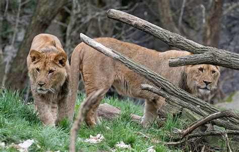 Oakland Zoo auctioning off close encounters with animals in online fundraiser - SFGate