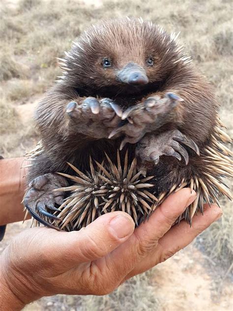 Short-Beaked Echidna - Bush Heritage Australia