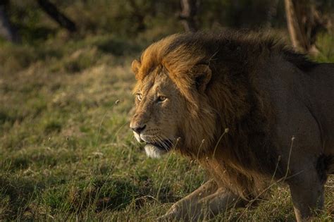 Lions Of The Serengeti | Entara