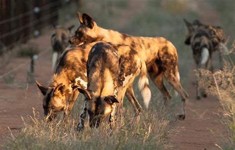 African Wild Dog Project | Conservation Fund | Erindi Private Game Reserve