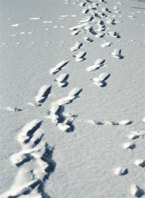 Human Footprints on the Snow Cover on a Sunny Day Stock Photo - Image of season, footprint ...