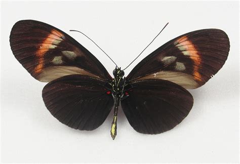 Heliconius melpomene Hybrid #2 male - AUREUS butterflies & insects