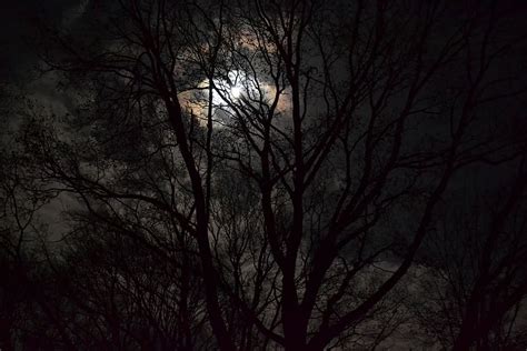 Dark Night Forest Hd Wallpaper Forest images wallpapers for mobile and ...