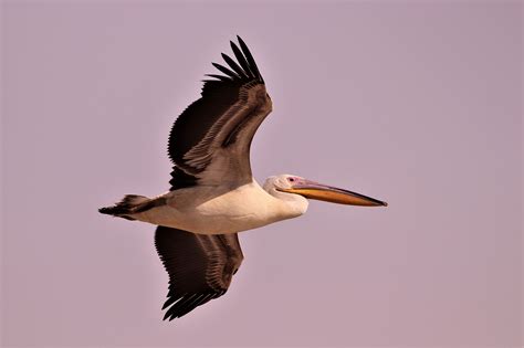 Pelican migration: A photo essay | Julian Alper | The Blogs