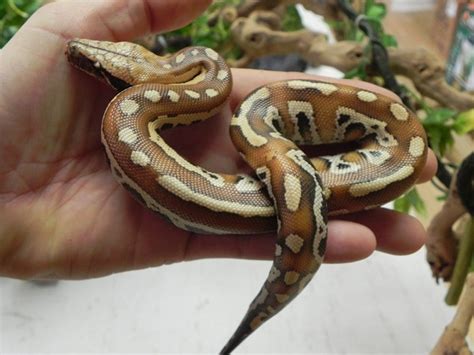 Blood Python Facts and Pictures | Reptile Fact