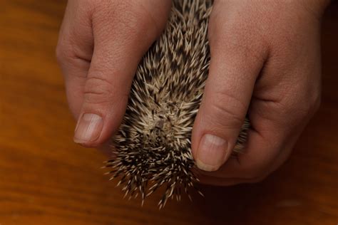 Oh No! Does My Hedgehog Have Mites? — Hamor Hollow Hedgehogs