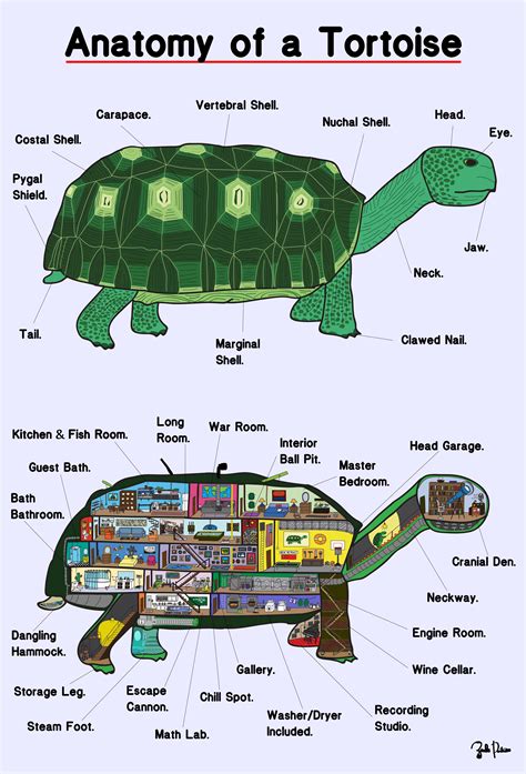 Anatomy of a turtle by Zack Poitras. : r/wimmelbilder